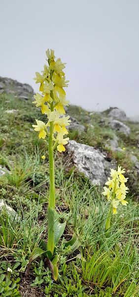 SELEZIONE DI ORCHIDEE