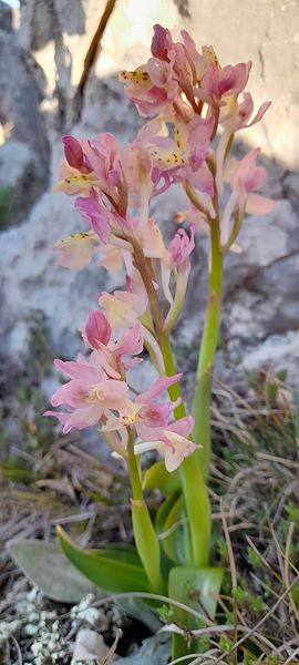 SELEZIONE DI ORCHIDEE