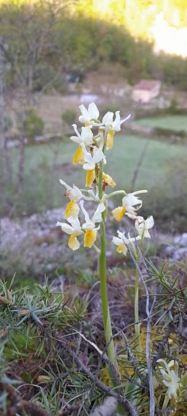 SELEZIONE DI ORCHIDEE