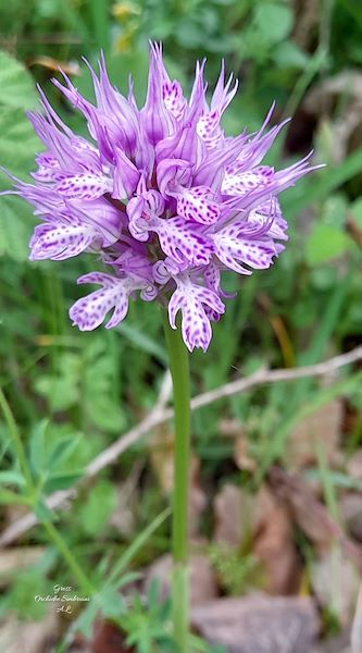 SELEZIONE DI ORCHIDEE