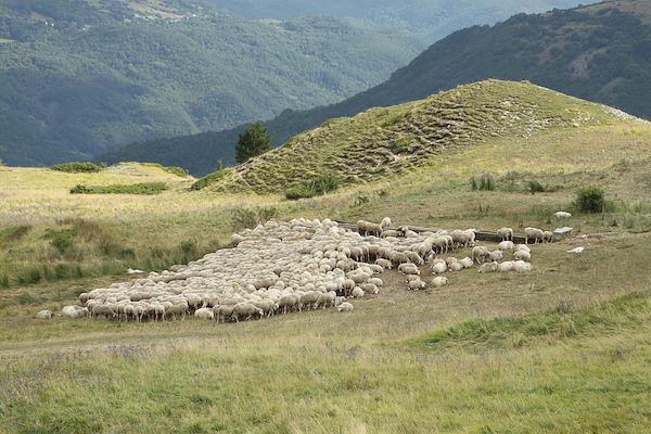 Appennino - La transumanza