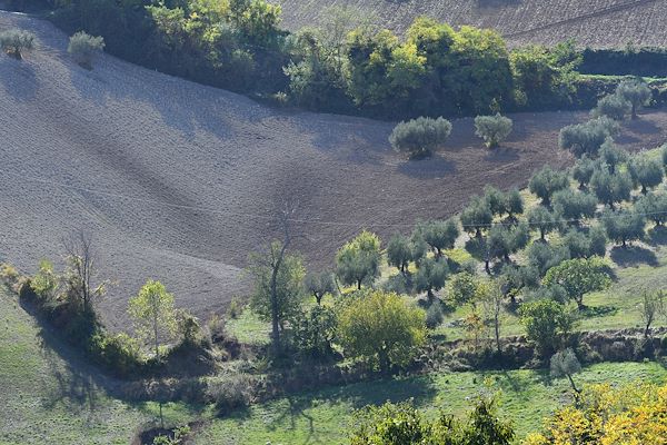 Arcevia - La campagna attorno