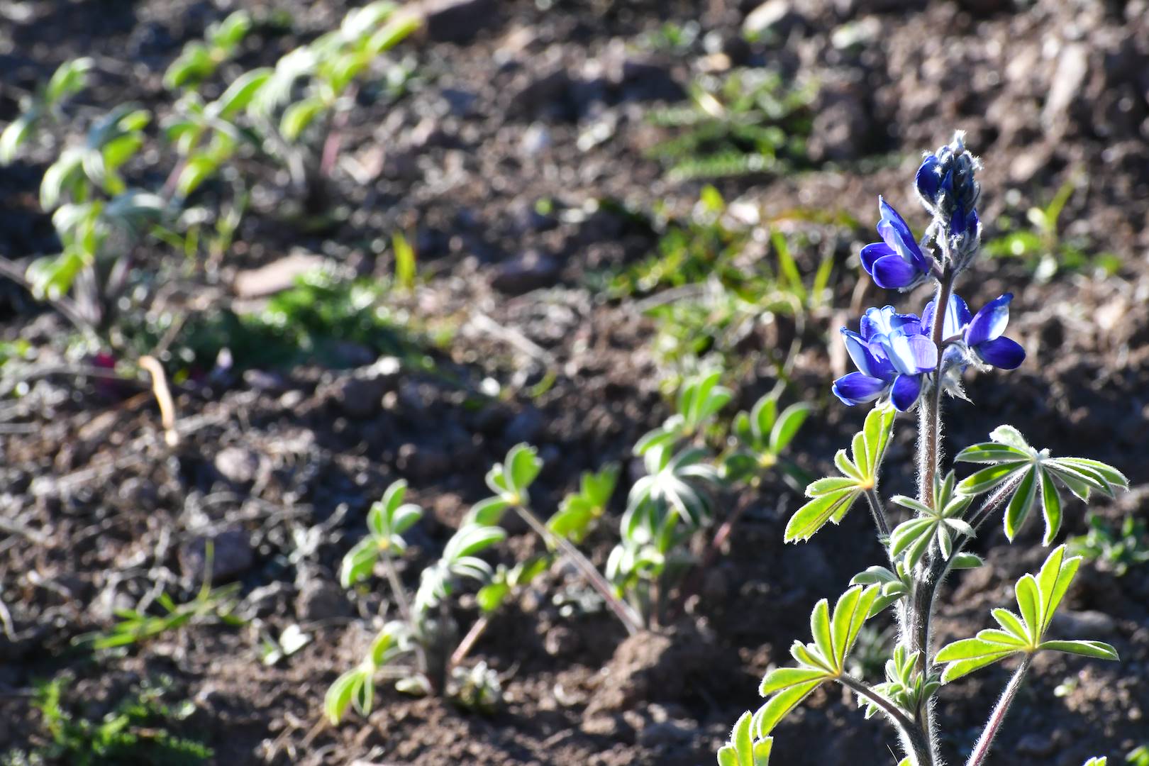 Il fiore del luppolo