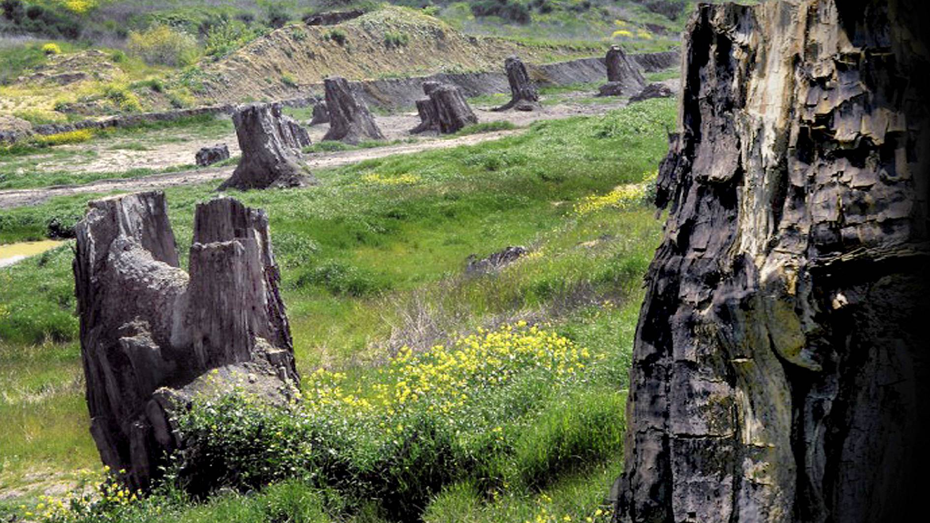 La foresta fossile di Donnarubba