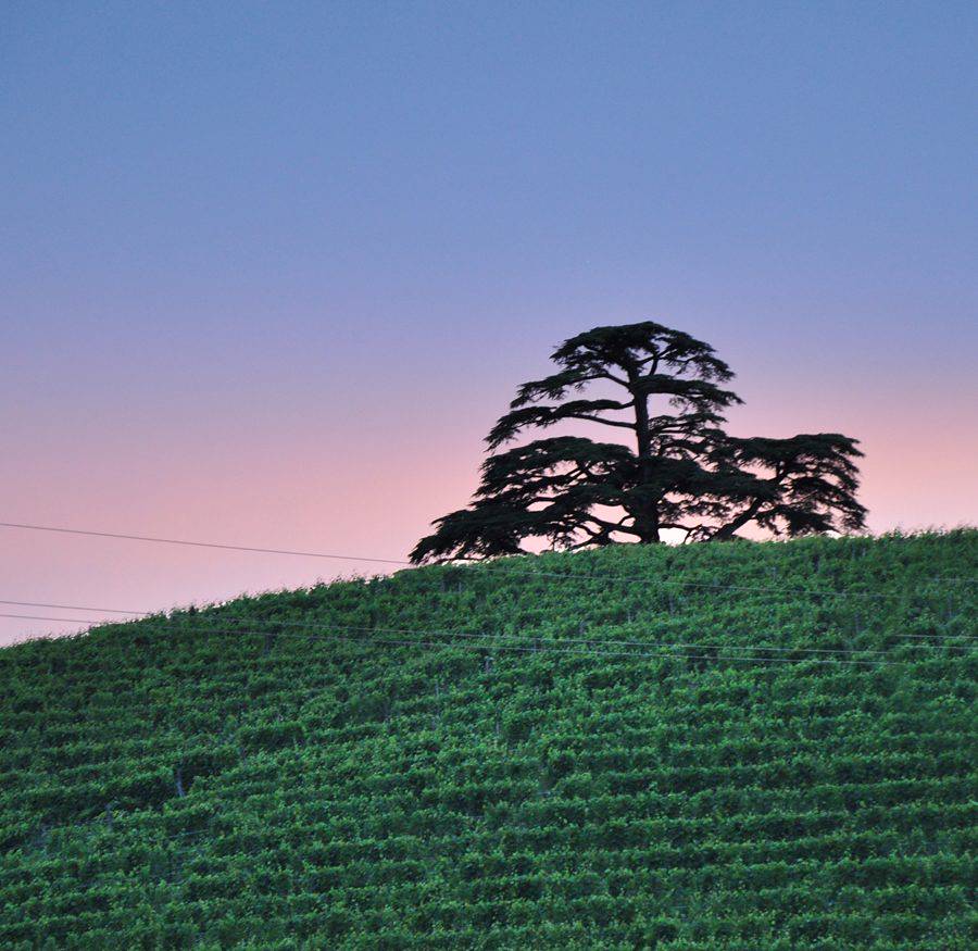 Tra La Morra e Barolo, il racconto di una parte di Langhe